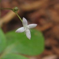 Debia ovatifolia (Cav.) Neupane & N.Wikstr.